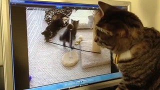 Кошка ищет своих котят