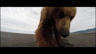 GoPro и гризли