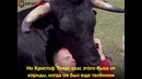 Бык – лучший друг