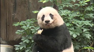 Панда-догложитель празднует день рождения