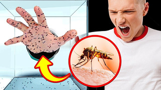 Что произойдет с вашим телом, если вас укусит 1 000 комаров