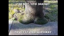 Лютые приколы. Дерево присело отдохнуть