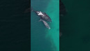 Breathing with whales #Whale #Relax #Shorts