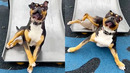 DOG STUMBLES ON SLIDE