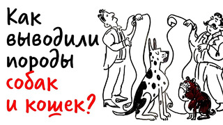 Как выводили ПОРОДЫ СОБАК и КОШЕК? — Научпок