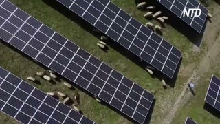 Овцы поддерживают порядок на солнечной электростанции в Косово