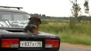 У собаки персоналный люк