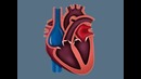 Как работает сердце