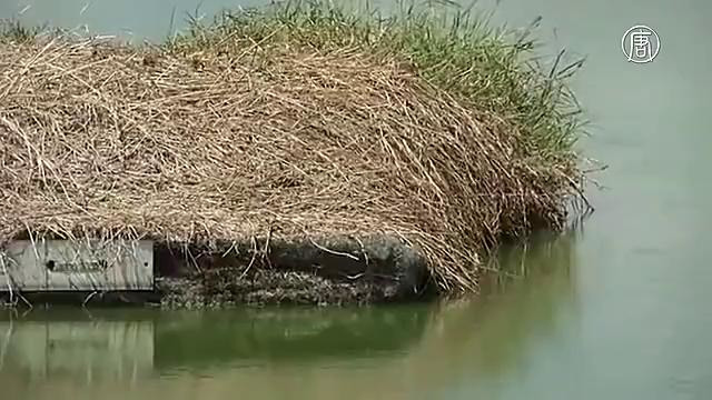 Зовур сувини биологик усулда тозалаш