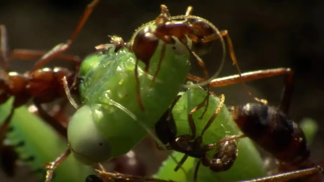 Mantis Eats Nipple