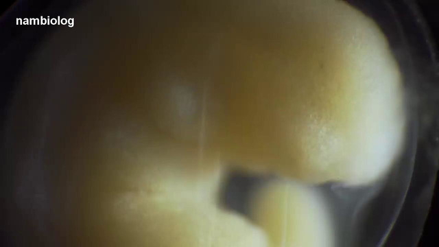 Salamandraning ontogenezi