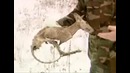 Чупакабра из Чернобыля