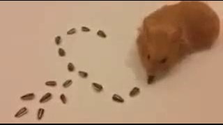 Мишка сделал сердце