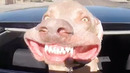 DOG LOVES CAR RIDES | FUNNY ANIMALS