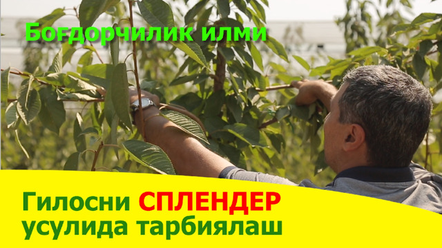 Сплендер усулида гилос тарбиялаш