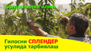 Сплендер усулида гилос тарбиялаш