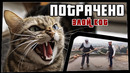 ПОТРАЧЕНО. Злой кот. Лучшие приколы 2020 за неделю, смешные видео