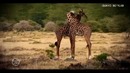 O‘g’a-inilar – Safari brothers