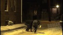 Drive By Shooting Prank