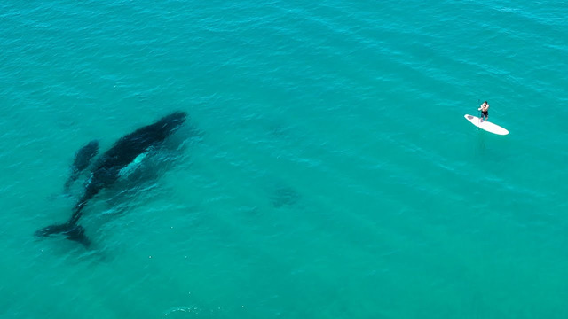 Amazing Whale Encounter On My Paddle Board #Shorts