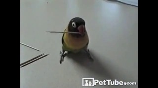 Забавный попугайчик