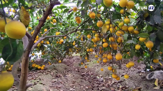 Andijonda mandarin va apelsin qanday yetishtirilmoqda? Bog’bonlar bilan suhbat