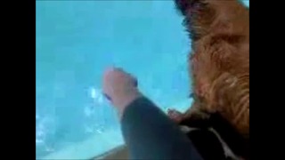 Облом пса в бассейне