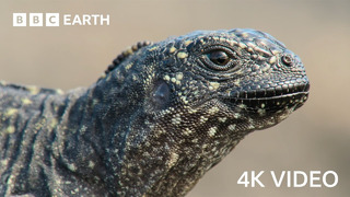 Iguana vs Snakes | 4KUHD | Planet Earth II | BBC Earth