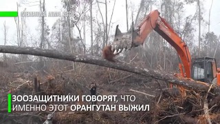 Нечеловеческое отчаяние: орангутан бросился на ковш экскаватора, спасая свой лес