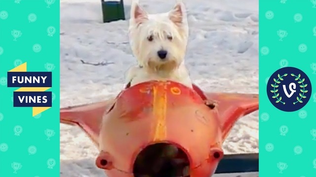 TRY NOT TO LAUGH – Cute Funny ANIMALS Funny Videos December 2018