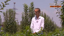 Mening bog`im | Toshkent viloyati Yuqori Chirchiq tumanidagi ko`p tarmoqli fermer xo`jaligi