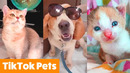 Cutest Pets on TikTok | Funny Pet Videos