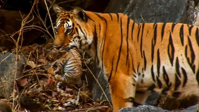5 Amazing Animal Behaviours Caught on Spy Camera | BBC Earth