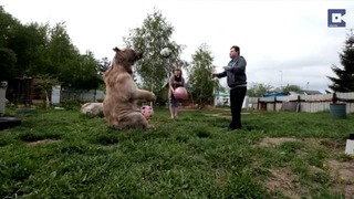Русский семя живуший в англию усанавили медведя