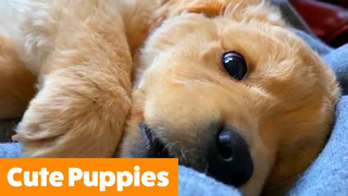 Funny Puppy Bloopers & Reactions | Funny Pet Videos
