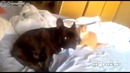 Котейка завалил бульдога