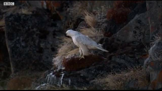 Falcon Chicks Fight for Survival | White Falcon, White Wolf (Part 4) | BBC Earth
