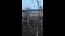 Хонадон ҳовлисида интенсив боғ