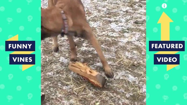 Try not to laugh challenge – funniest animal videos compilation