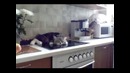 Умный кот