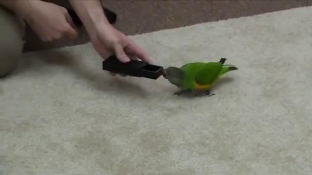 Очень Умный Попугай – выполняет трюки