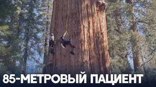 Как в Калифорнии провели медосмотр крупнейшего дерева планеты