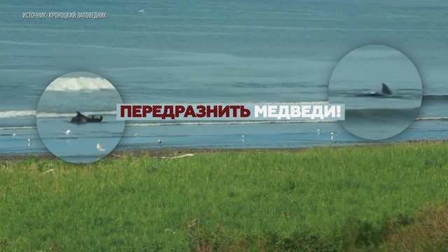 О китах и медведях на Камчатке косолапый хищник передразнил морских млекопитающих
