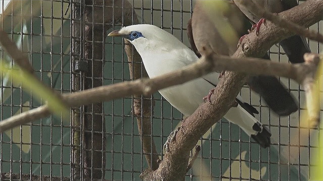 Белая птица с голубыми глазами: балийского скворца спасают в Великобритании, чтобы вернуть на Бали