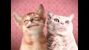 Прикол с поющими котами