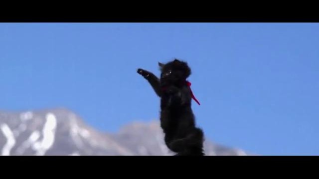Cute Kittens Fly in Slow Motion to Hip Hop Dubstep