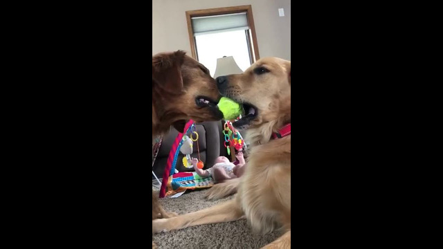Labradors Share A Ball With Their Moth #shorts
