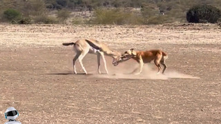 Бродячая Собака Напала на Антилопу / Битвы Животных Снятые На Камеру
