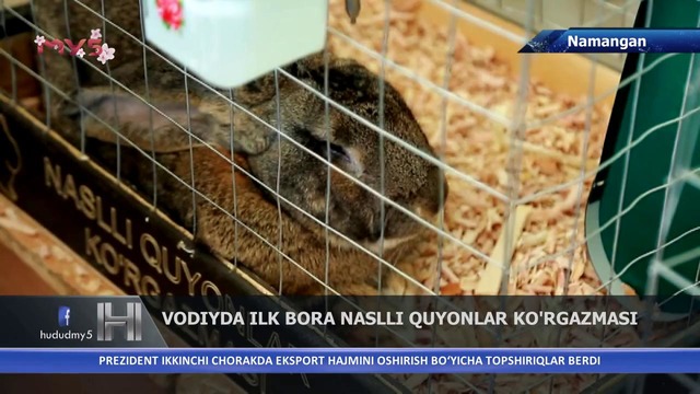 Naslli quyonlar ko’rgazmasi, Samarqanddagi ko’pkari musobaqasi