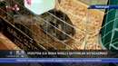 Naslli quyonlar ko’rgazmasi, Samarqanddagi ko’pkari musobaqasi